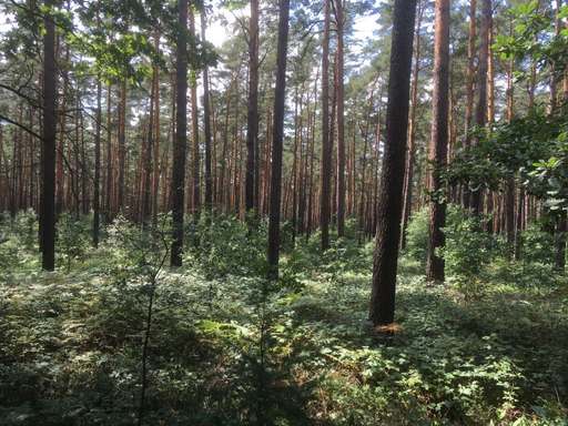 L 23, Grünheide, Grünheide (Mark), Oder-Spree, Brandenburg, 15537, Germany