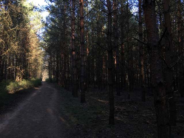 Bernhard-Beyer-Straße, Kohlhasenbrück, Wannsee, Steglitz-Zehlendorf, Berlin, 14109, Germany