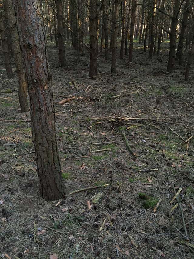 Bernhard-Beyer-Straße, Kohlhasenbrück, Wannsee, Steglitz-Zehlendorf, Berlin, 14109, Germany