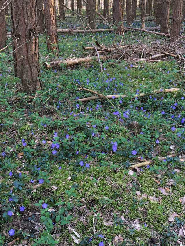 7642, Contrabandensteig, Stern, Potsdam Südost, Potsdam, Brandenburg, 14480, Germany