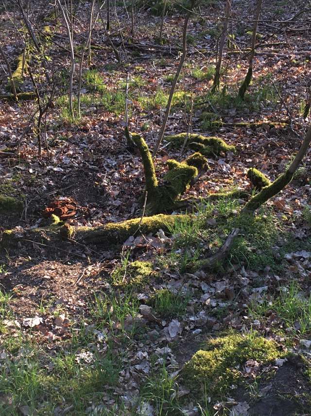 7642, Contrabandensteig, Stern, Potsdam Südost, Potsdam, Brandenburg, 14480, Germany