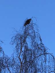 111, Töpchiner Weg, Lichtenrade, Tempelhof-Schöneberg, Berlin, 12309, Germany