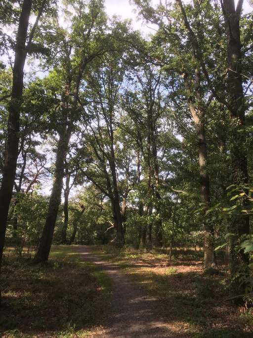 Bernauer Straße, Saatwinkel, Tegel, Reinickendorf, Berlin, 13507, Germany