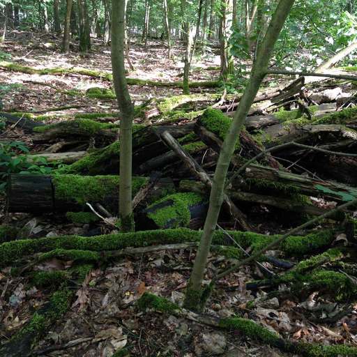 Eichkampstraße, Grunewald, Charlottenburg-Wilmersdorf, Berlin, 14055, Germany