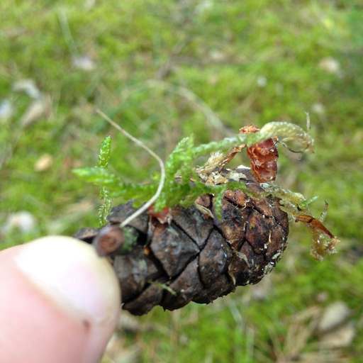 Verbindungschaussee, Grunewald, Charlottenburg-Wilmersdorf, Berlin, 14193, Germany