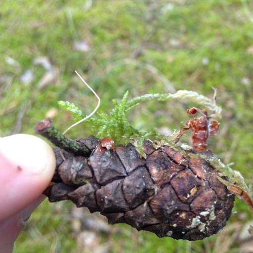 Verbindungschaussee, Grunewald, Charlottenburg-Wilmersdorf, Berlin, 14193, Germany