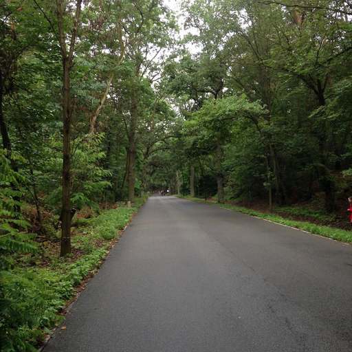 Havelchaussee, Grunewald, Charlottenburg-Wilmersdorf, Berlin, 14193, Germany