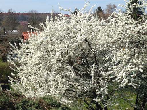 Nelkenweg, Schöneberg, Tempelhof-Schöneberg, Berlin, 12157, Germany